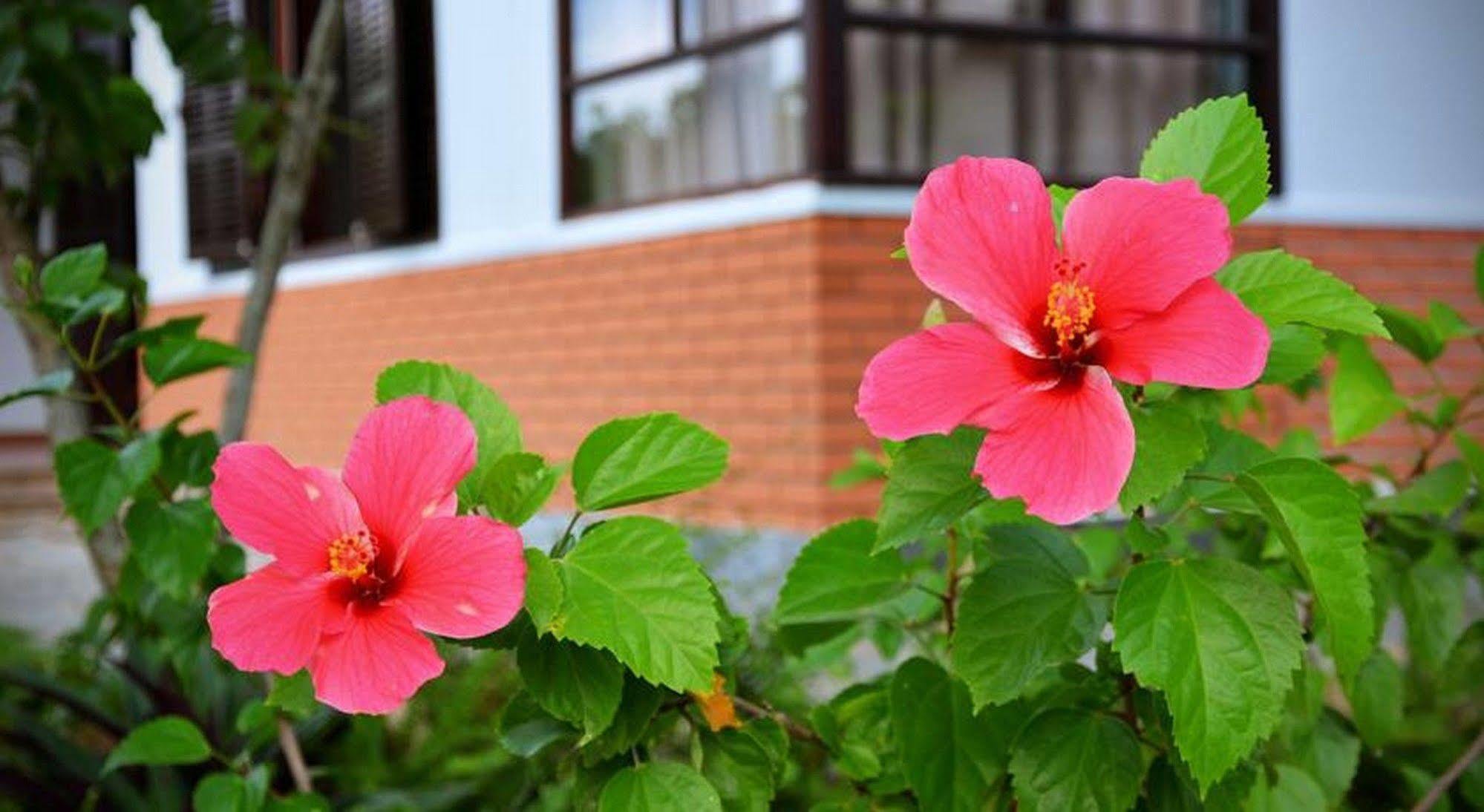 Garden Aroma Homestay Hội An Ngoại thất bức ảnh