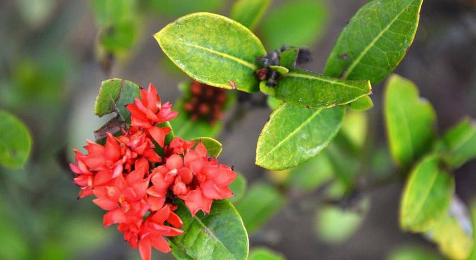 Garden Aroma Homestay Hội An Ngoại thất bức ảnh