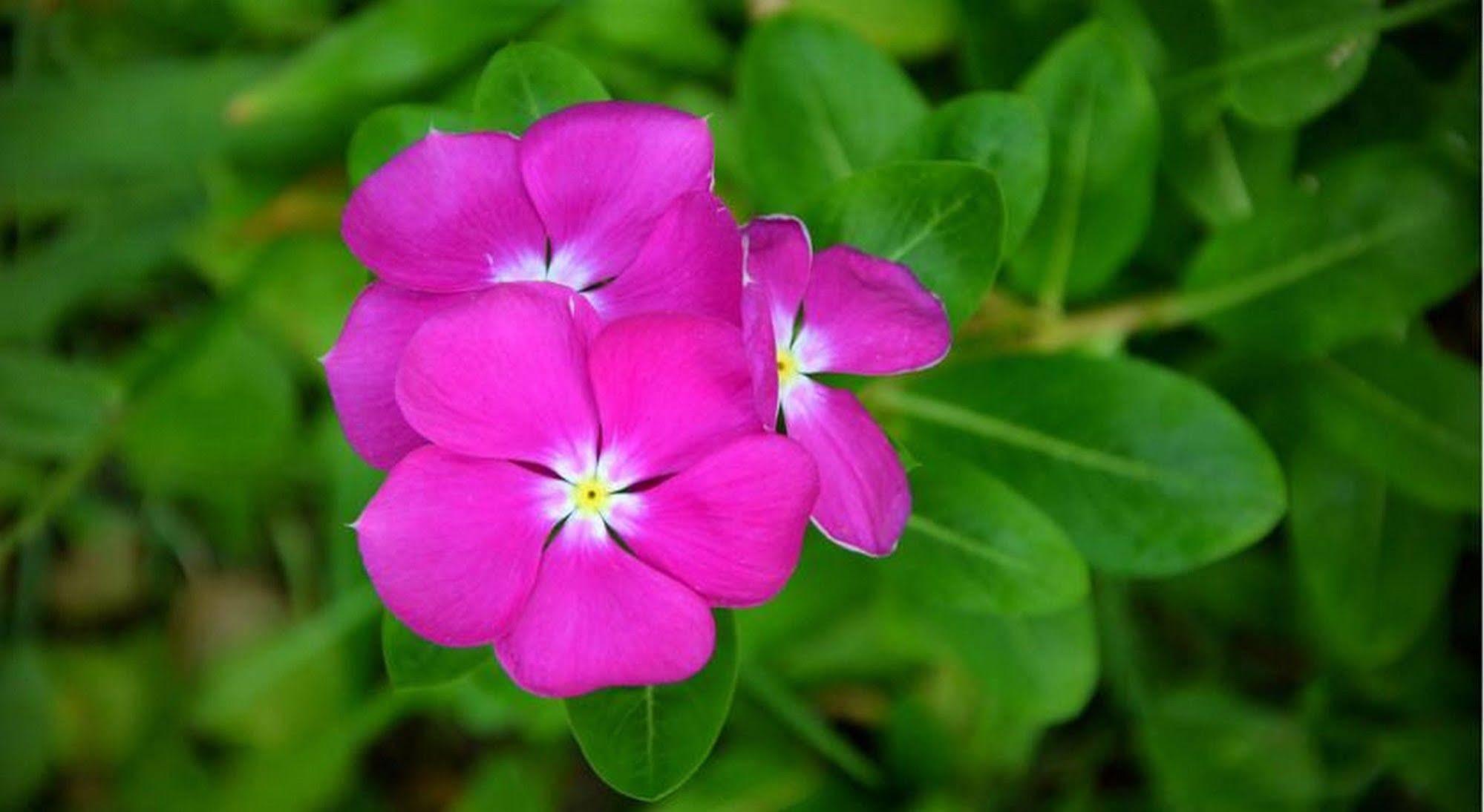 Garden Aroma Homestay Hội An Ngoại thất bức ảnh