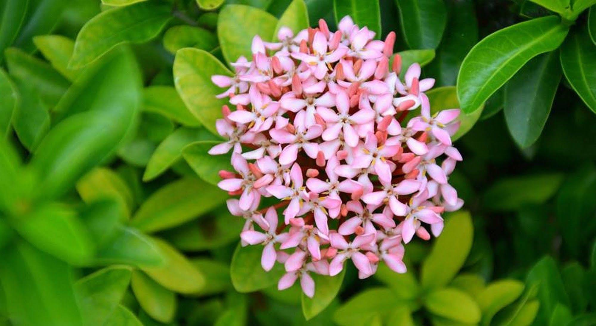 Garden Aroma Homestay Hội An Ngoại thất bức ảnh